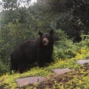 Meet your Posher, Abigail